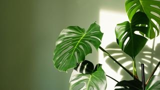 Monstera leaves in sunlight