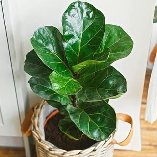 fiddle leaf fig in bathroom